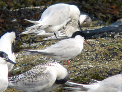 Roseate Tern
